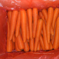 Top-Qualität von frischer chinesischer Karotte